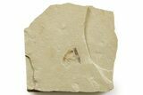 Eocene Fossil Cricket (Orthoptera) - Green River Formation #368746-1